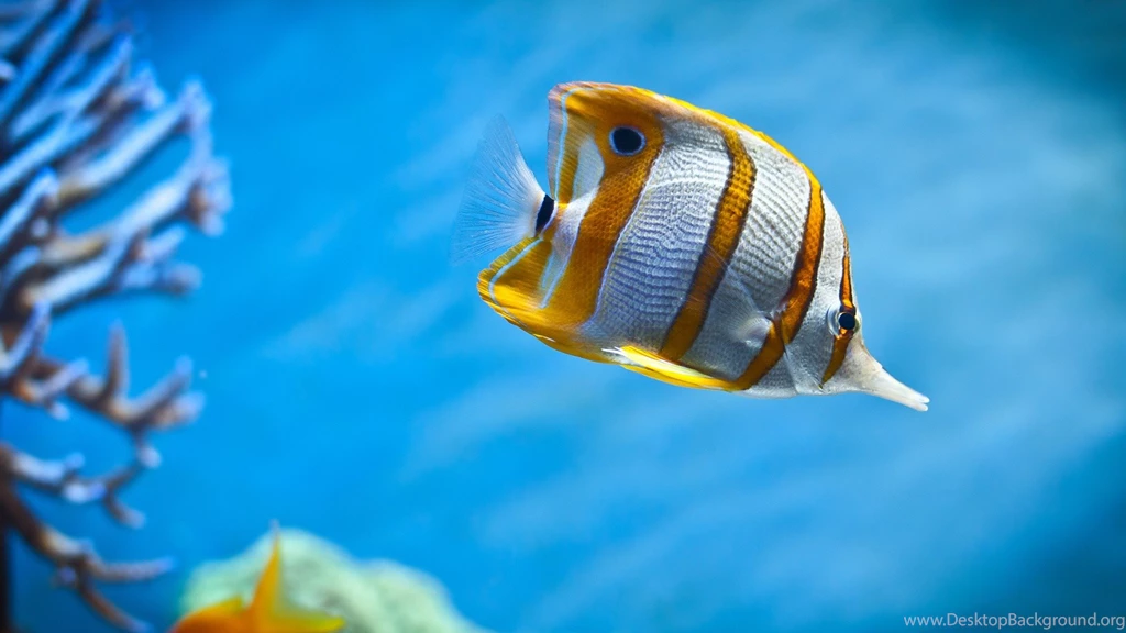 Fish Sea Wallpapers Fisch Meer Wasser Korallen Bullsh!ft Oh My ...