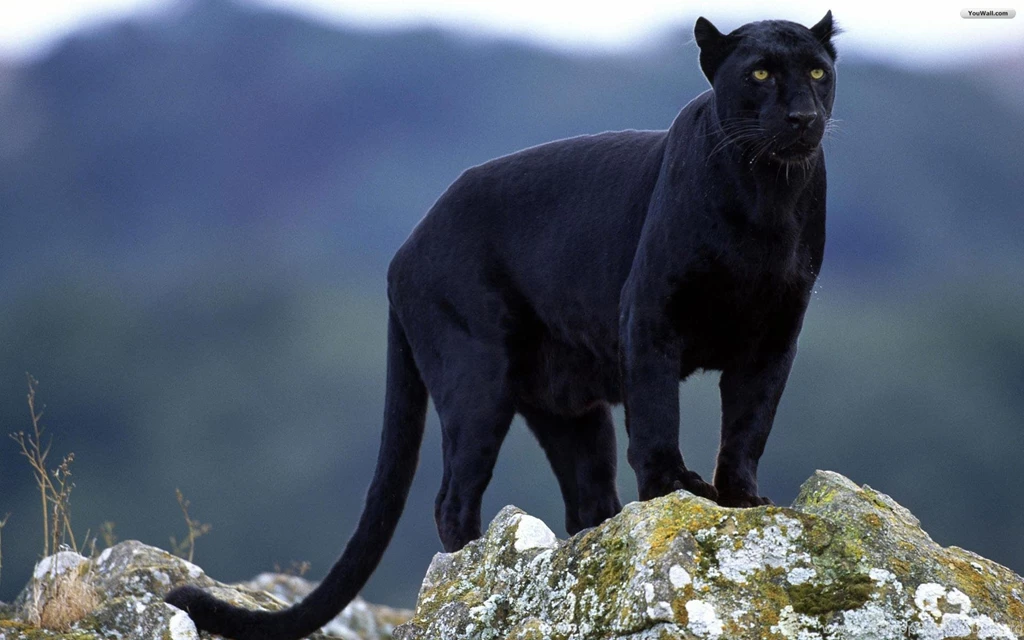 3d Animal Wallpapers For Desktop