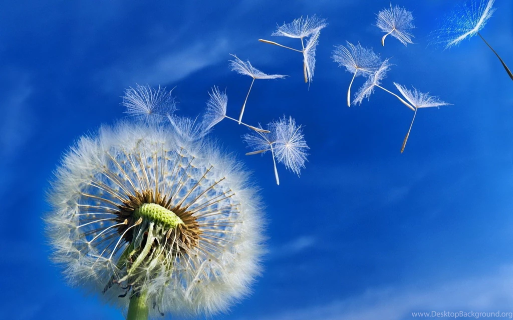 Close up Seeds Dandelions Wallpapers