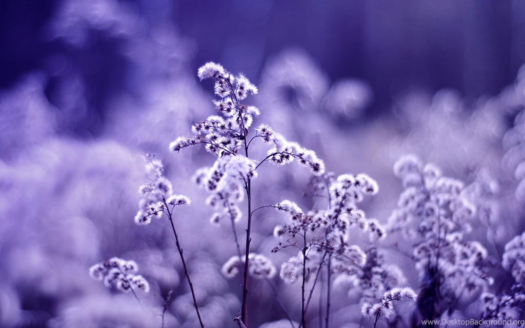Dandelions On A Purple Backgrounds Wallpapers