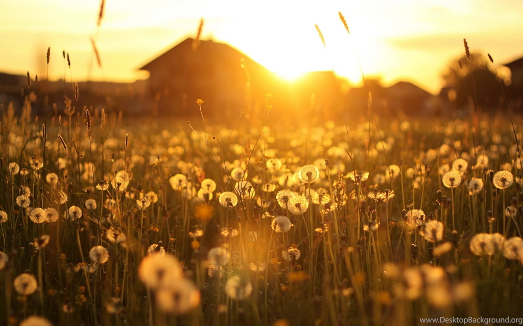 Dandelion Field Sunset