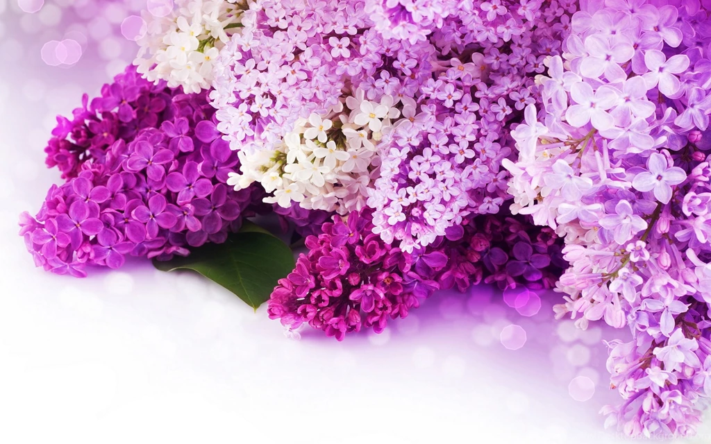 Background, Wallpaper, Pink And Purple Flower Backgrounds Hd ...