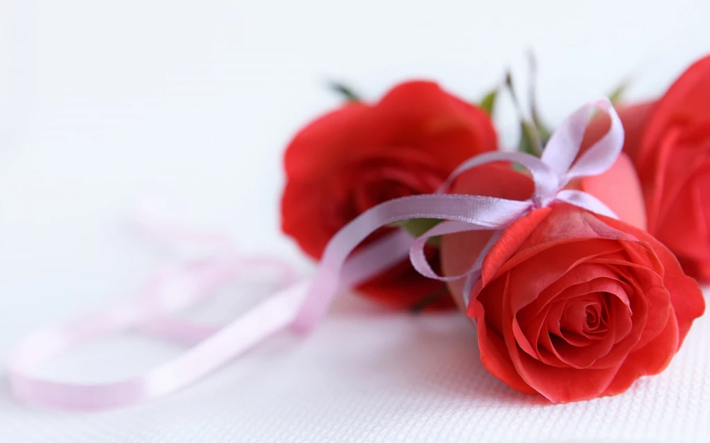 Rose Flower Wallpapers HD