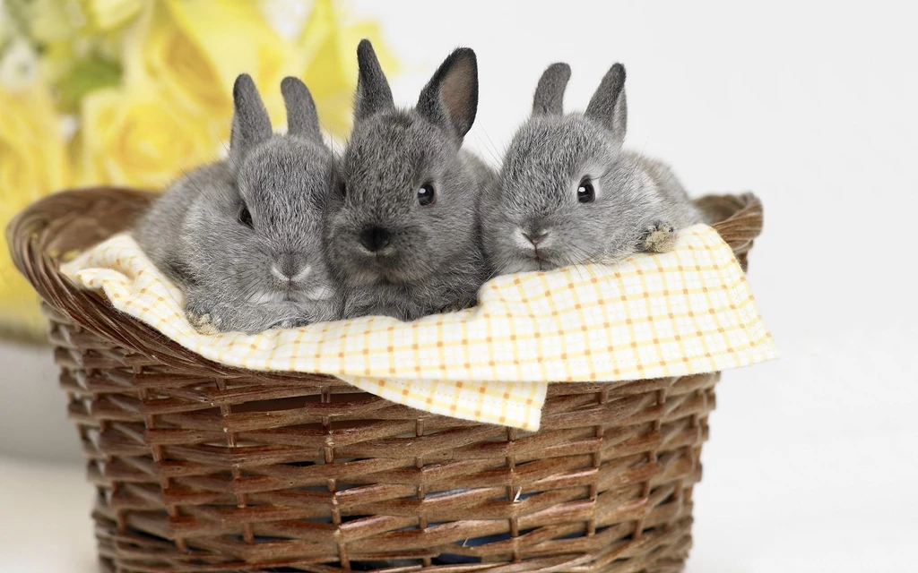 Cute Bunnies Wallpapers » WallDevil Best Free HD Desktop And ...