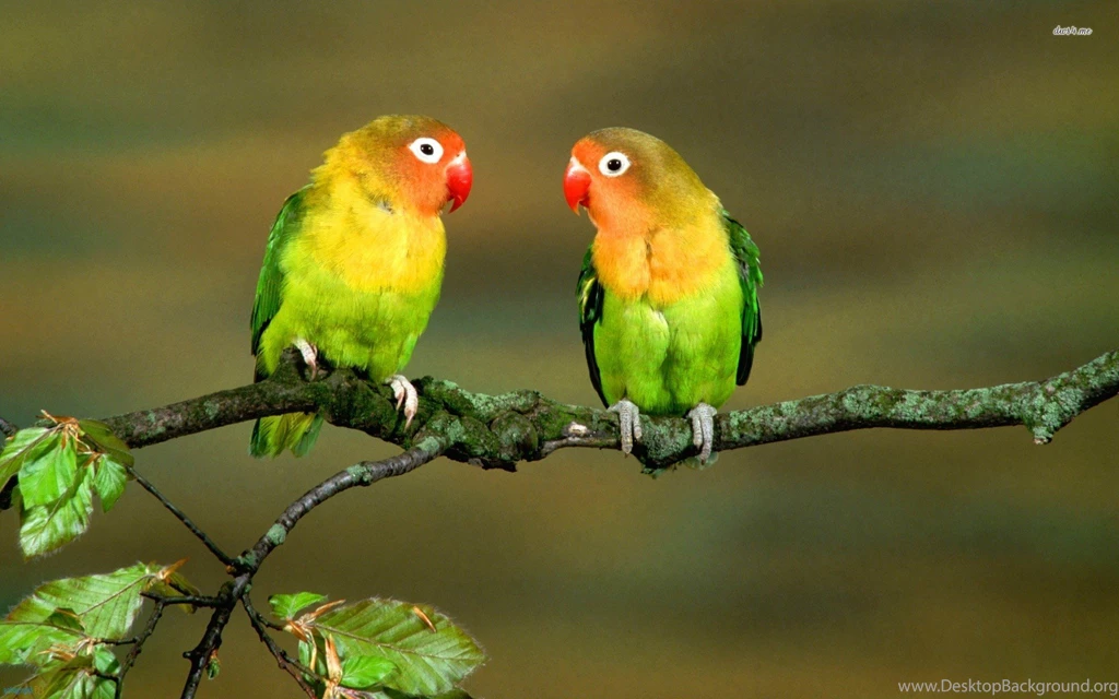 High Quality Lovebirds Wallpapers