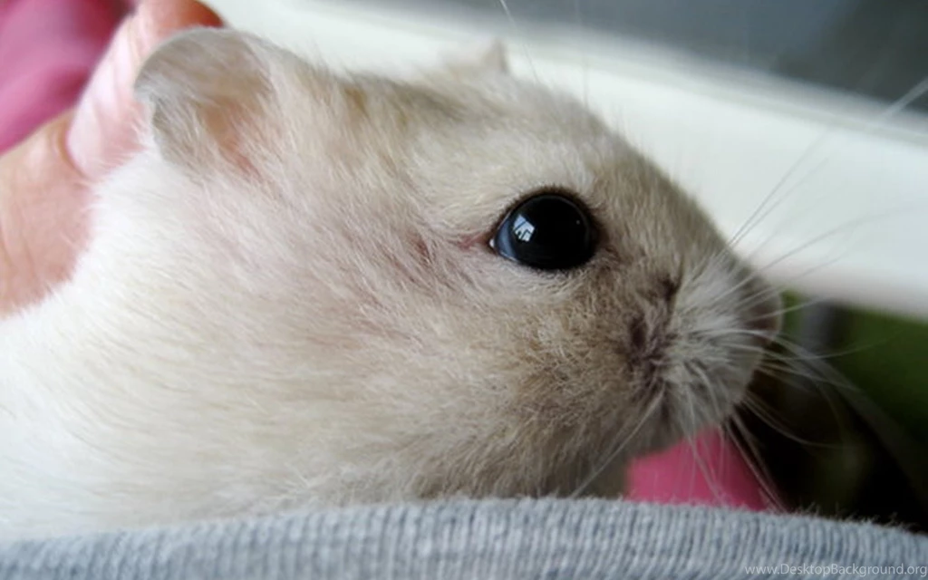 Cute Hamster 1920x1200 Wallpapers, 1920x1200 Wallpapers & Pictures ...