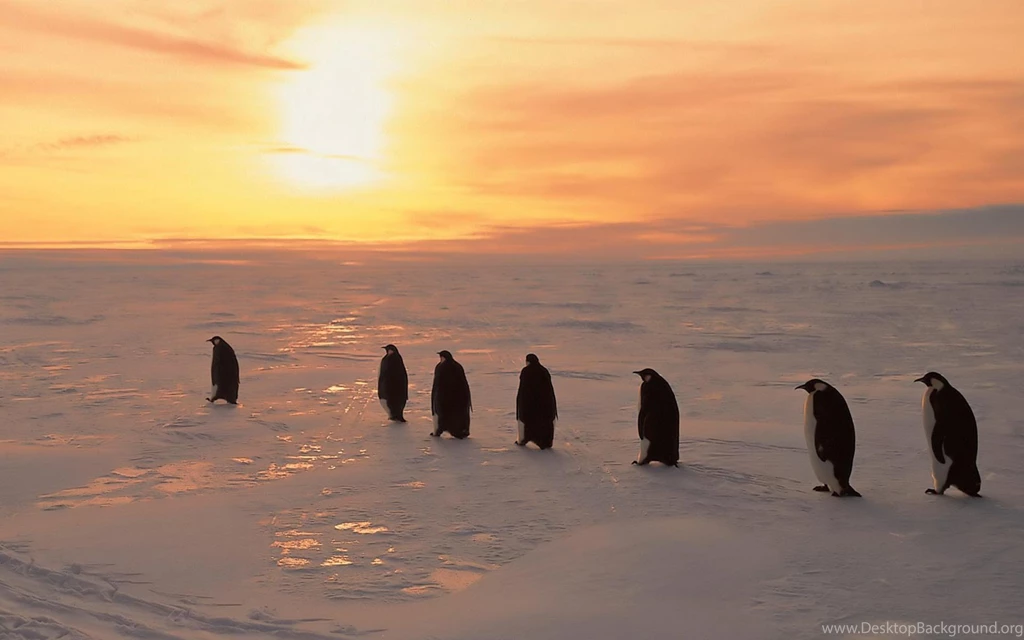 Desktop Arctic Animal Pictures Wallpapers 3d Hd Pictures.