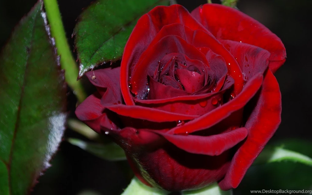 Flowers Rose Water Drops Red Wallpapers