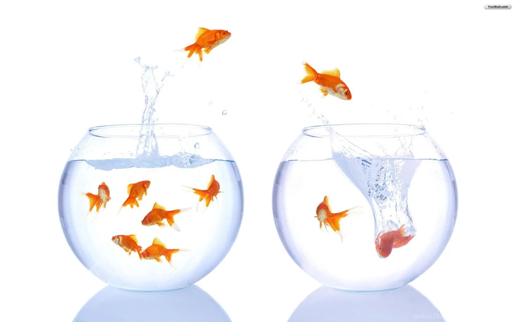 YouWall Fish Escape Wallpapers Wallpaper,wallpapers,free ...