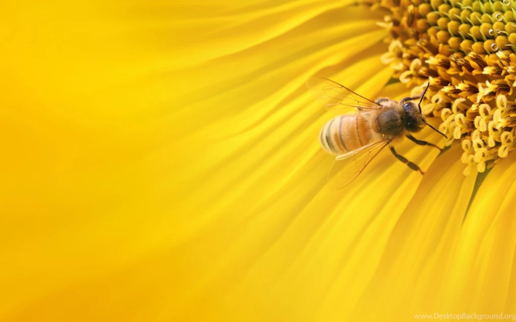 Bee On The Flower HD Wallpapers HD Images New