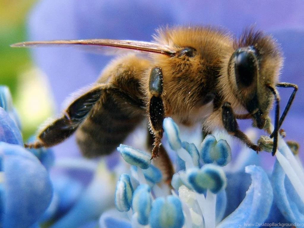 Wallpapers Honeybee Honey Bee Free Screensavers 1024x768 Desktop Background