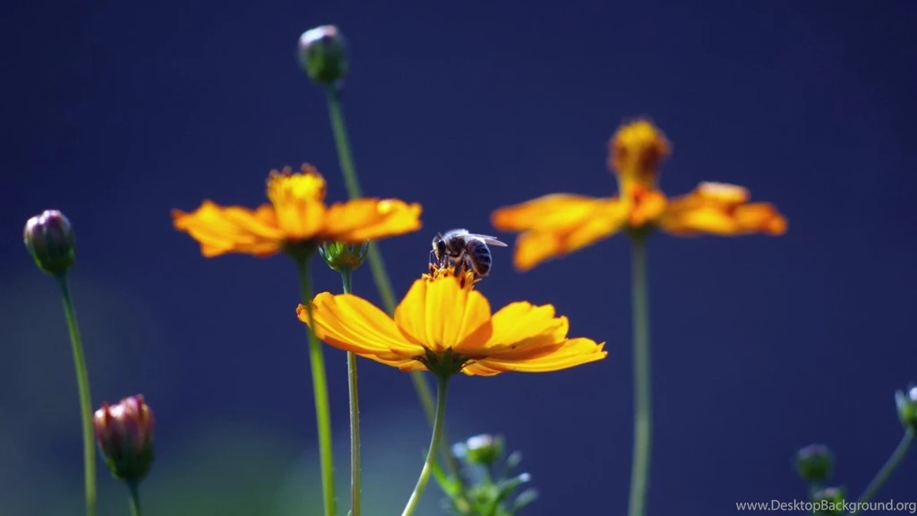 Honey Bee Wallpapers Wallpapers