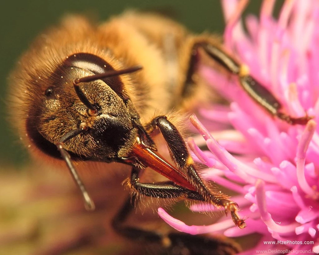 Honey Bee Proboscis