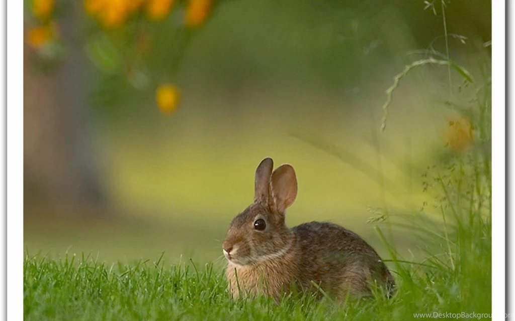Rabbits HD Wallpapers
