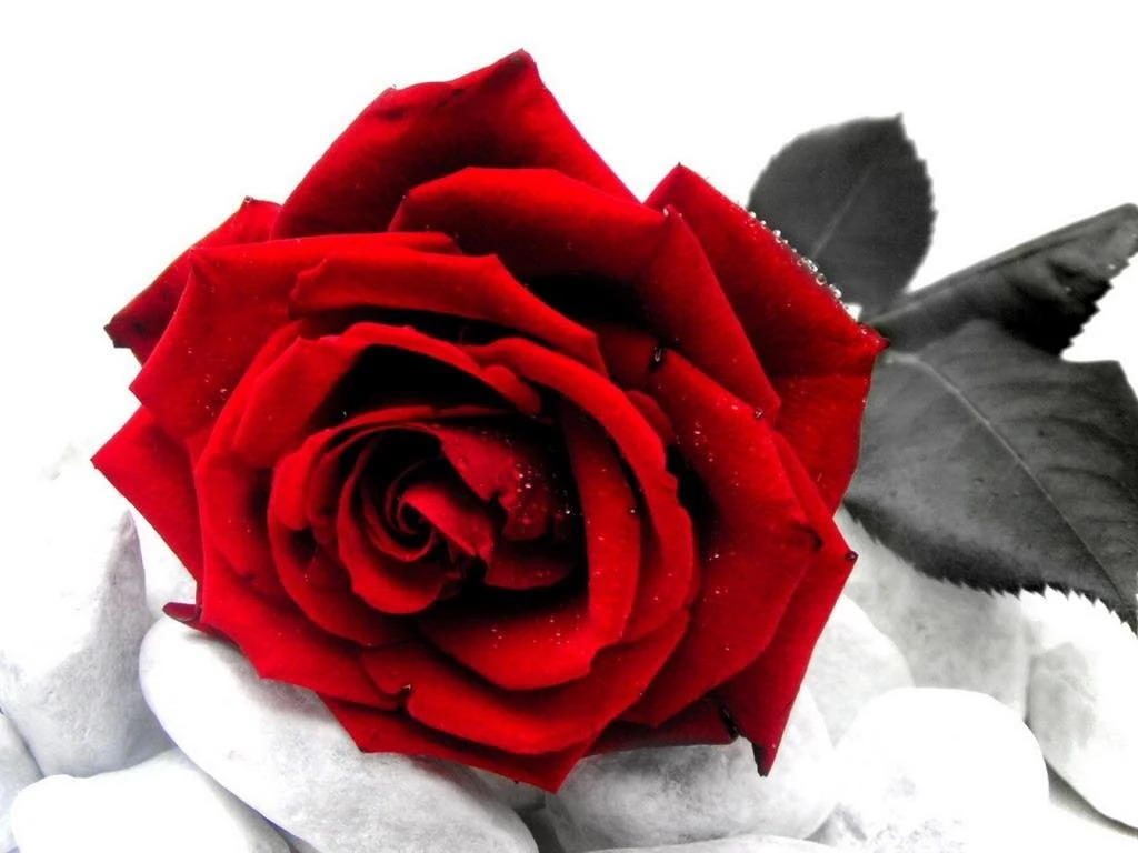 Red Roses With White Backgrounds Wallpapers Cave