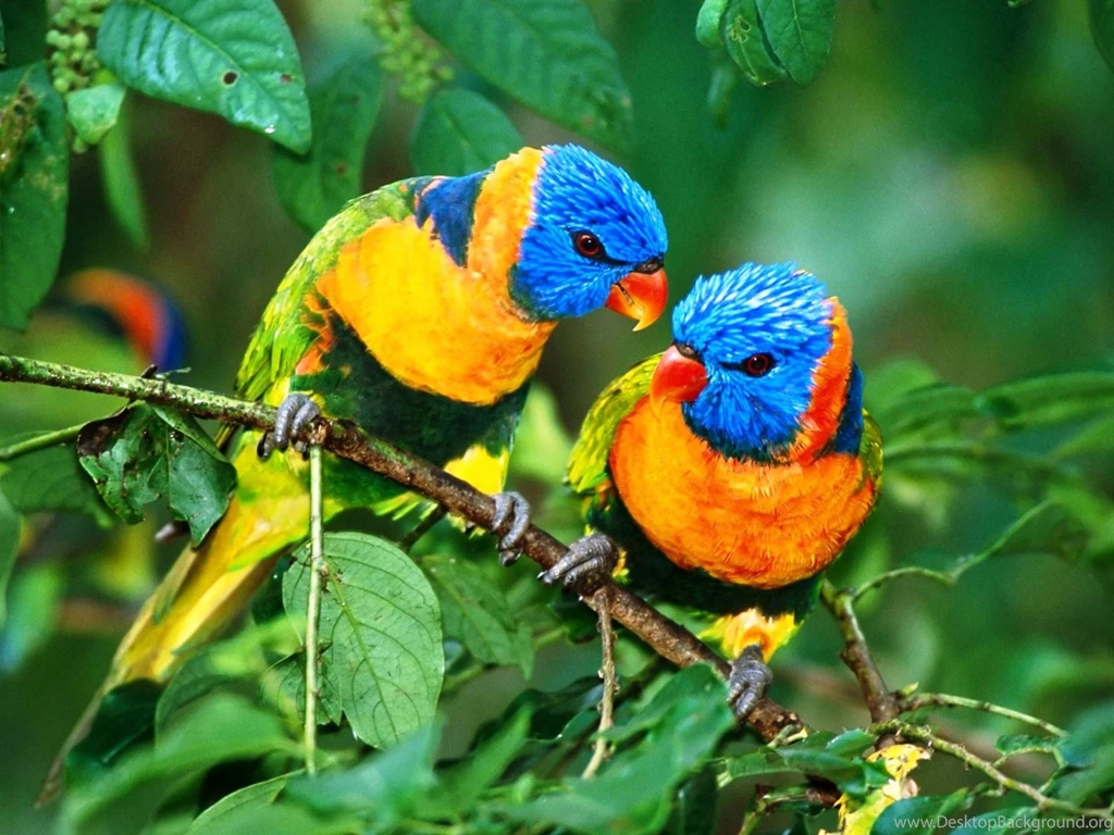 Unique Birds Wallpapers