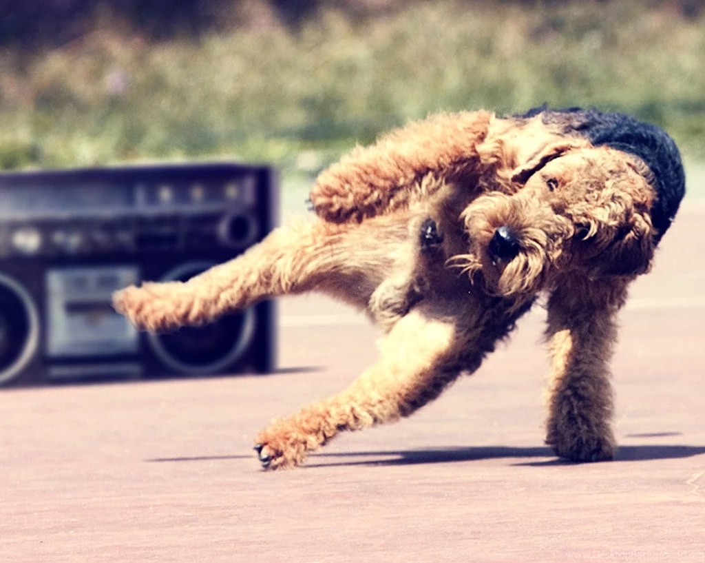 Dog Wallpaper, Cool Dogs, Amazing Dogs, Cute Dog Images, Desktop ...