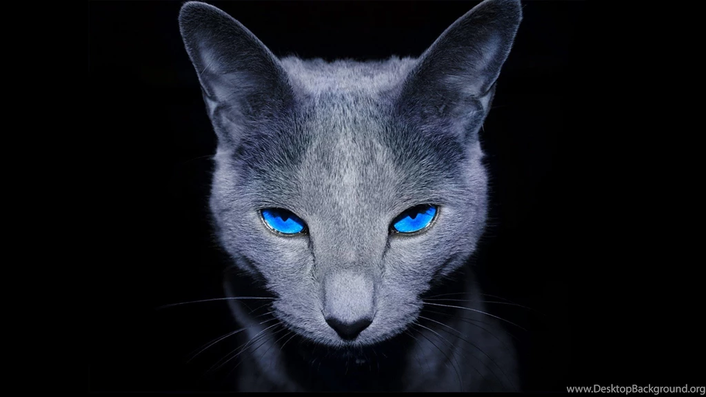 Images For Gt Blue Eyes Wallpapers Hd PetPictures