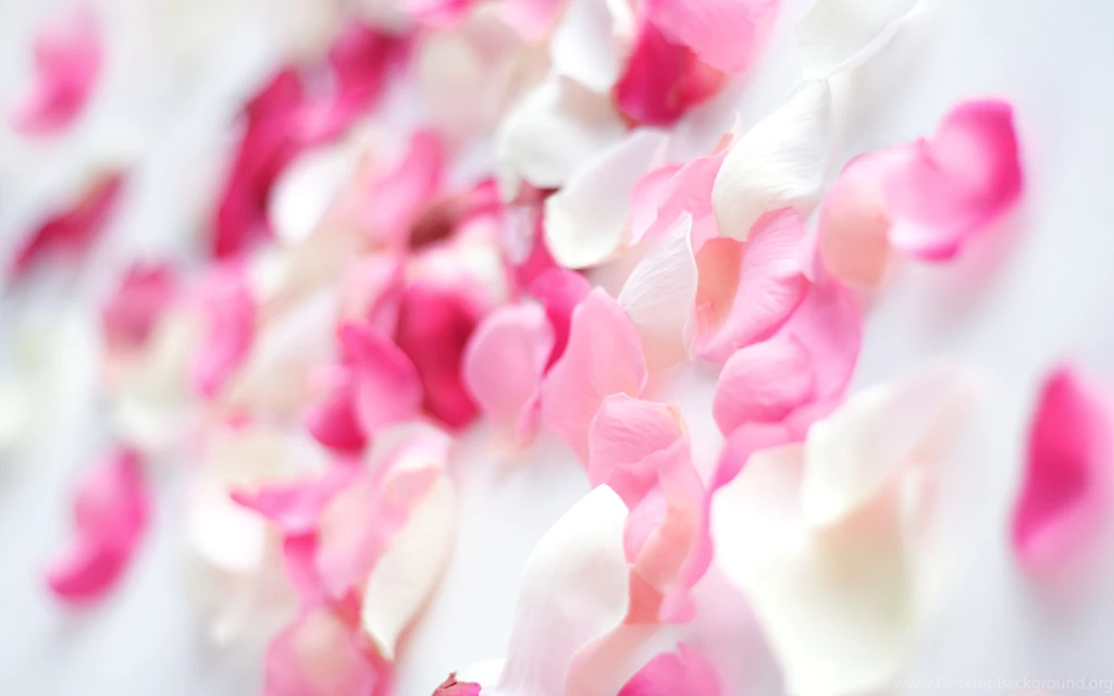 Pink Flower Petals