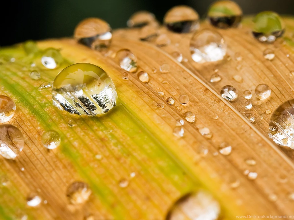1600x1200 Clear Drops On Leaf Desktop PC And Mac Wallpapers