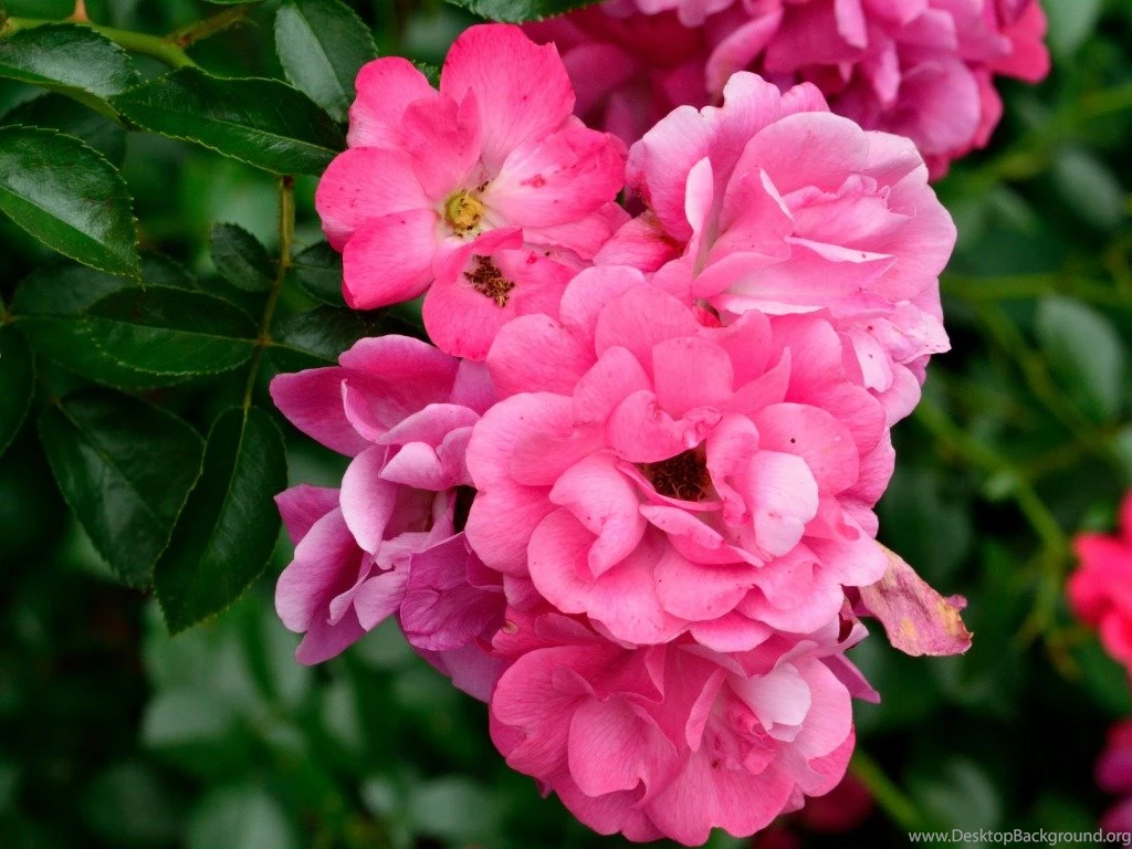 Pink Rose Wallpapers HD Pictures