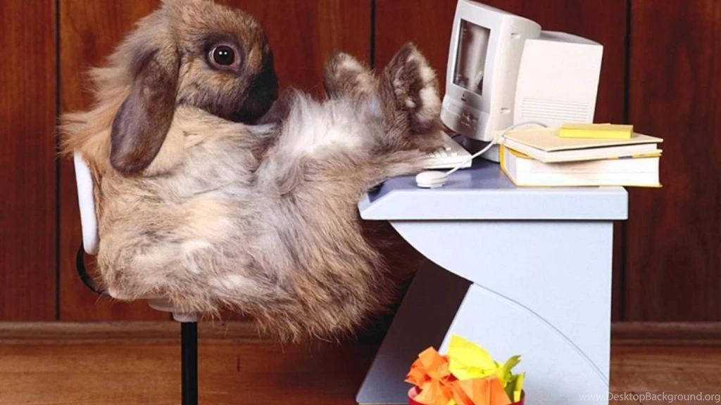 Funny Animal Wallpapers For Desktop 2774 HD Wallpapers Site