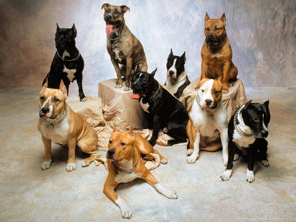 Pitbull Dog Funny Wallpapers For Android