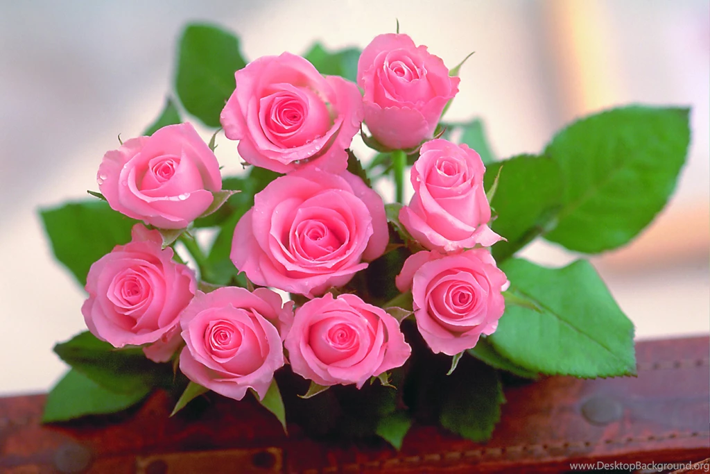 Beautiful Rose Flower Wallpapers Desktop Backgrounds For Desktop ...