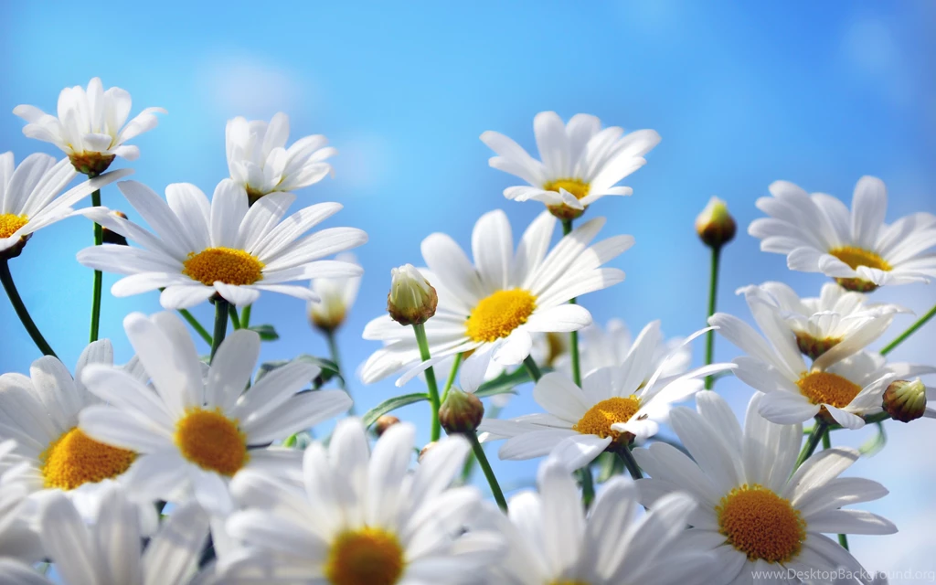 238 Daisy HD Wallpapers