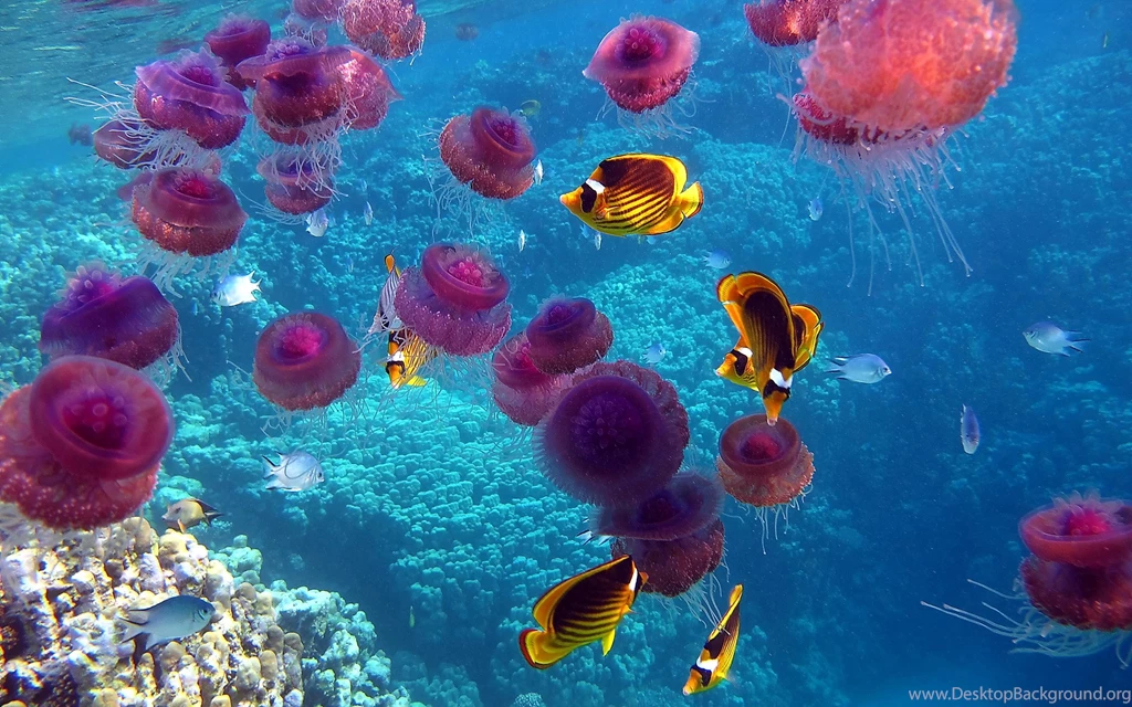 Fishes Wallpapers