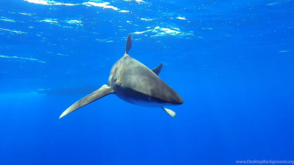 Oceanic Whitetip Shark Underwater Photo And Wallpaper. Cute ...