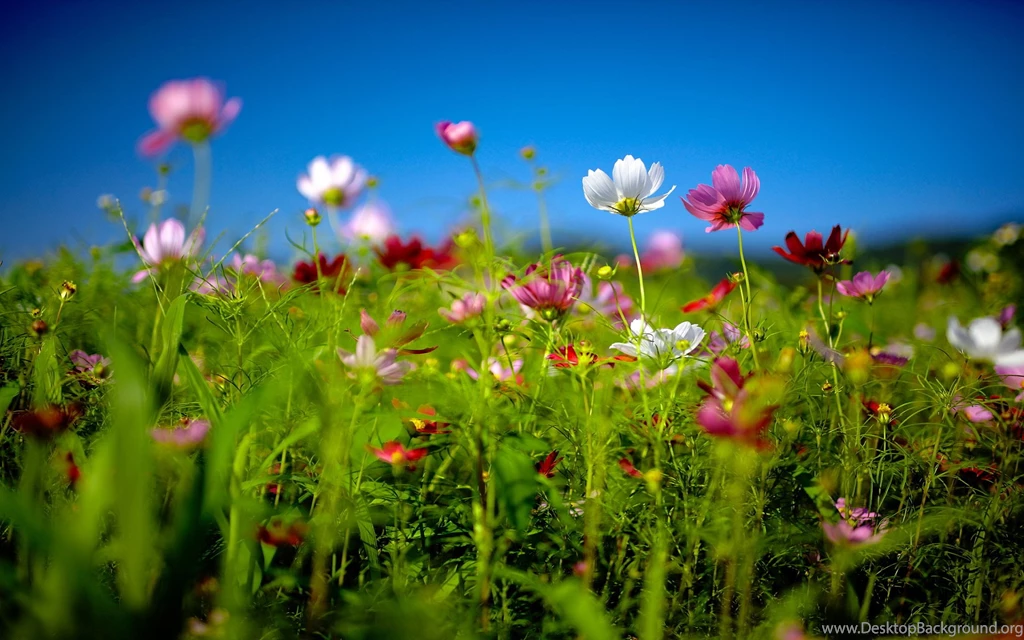 Flower Field Wallpapers