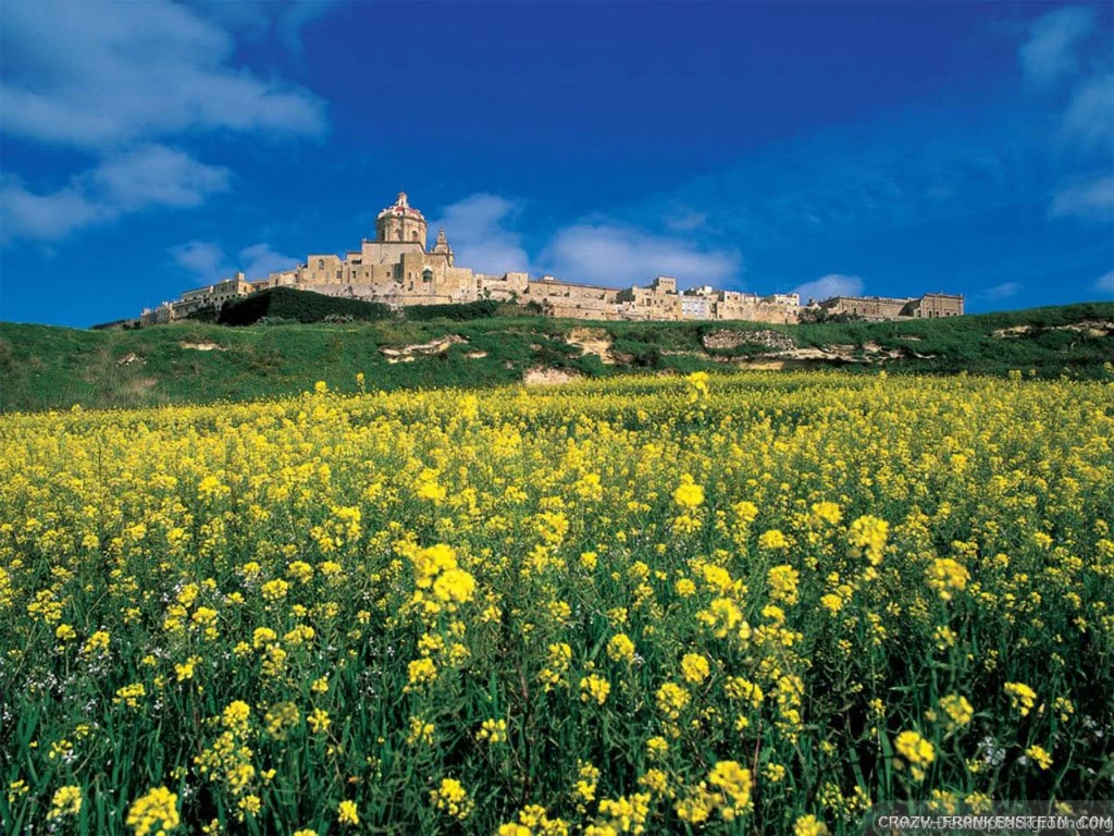 Flower Field Wallpapers 2 Crazy Frankenstein