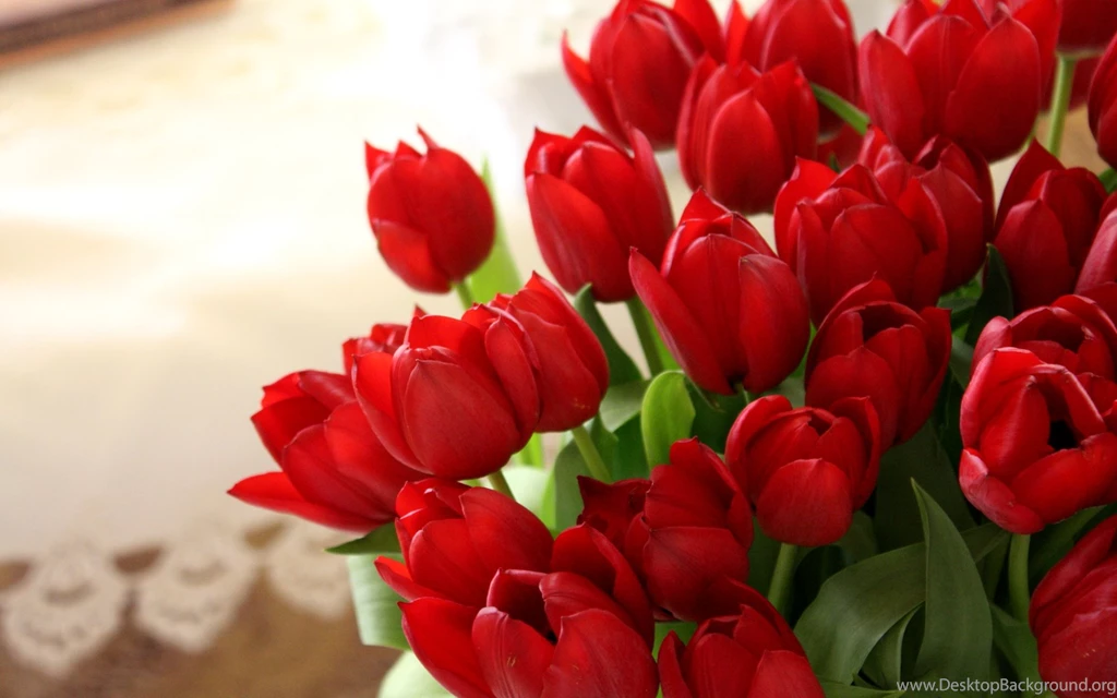 Red Tulips Wallpapers HD Images New