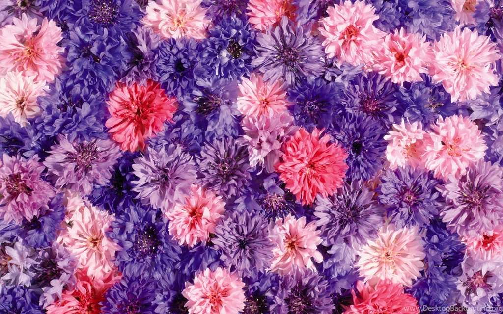 Neat Flower Backgrounds HD Wallpapers