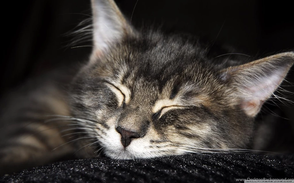 Cat Sleeping HD Desktop Wallpapers : High Definition : Fullscreen ...