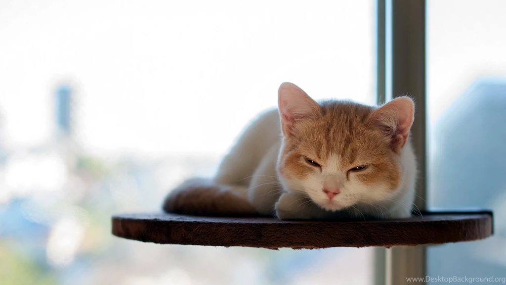 Sleepy Cat Wallpapers ImgMob
