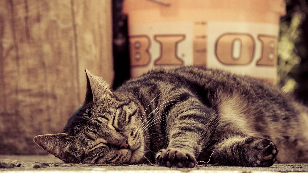 Sleeping Tabby Cat Lies Paws Wallpapers