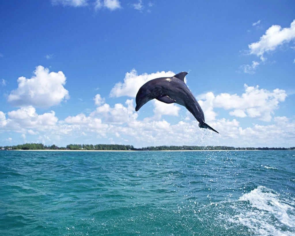 Dolphin Fish Photos