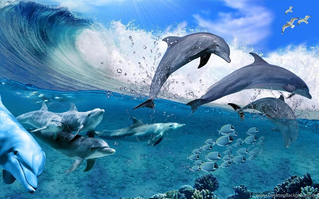 Dolphin Wallpapers – AB Wallpapers