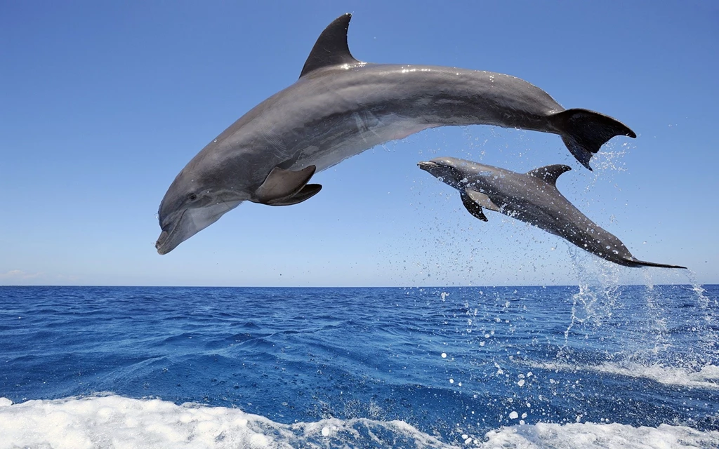 Jumping Dolphins Wallpapers