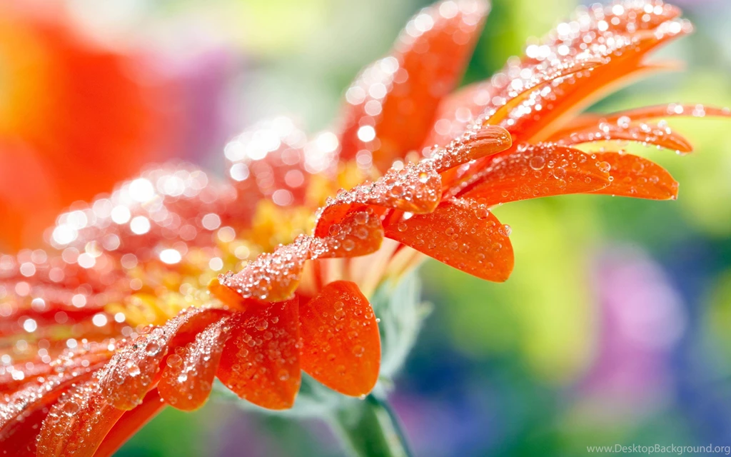 Nature Flowers Wallpapers Free Download HD Wallpapers Desktop ...