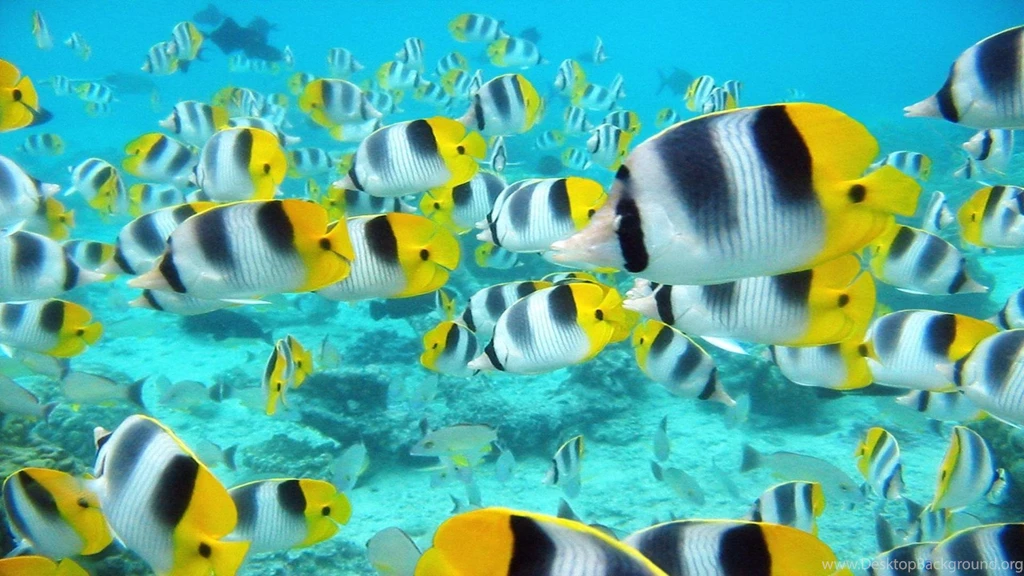 Aquarium Wallpapers 29 – HD Wallpaper, Wallpapers Pics The Best ...
