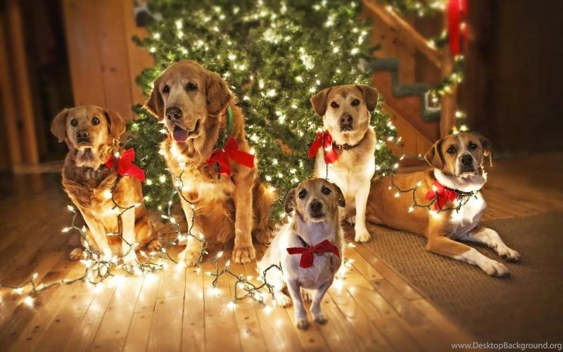 Dogs Waiting For Santa Wallpaper,puppy HD Wallpaper,cute Dogs HD ...