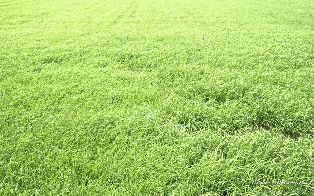 Summer Grassland Landscapes Green Grassland Widescreen ...