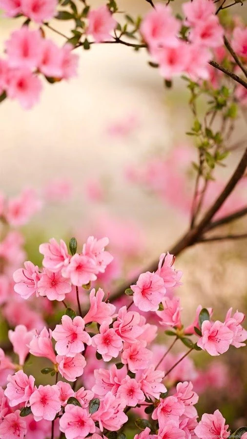 Spring Flowers Live Wallpapers Android Apps On Google Play