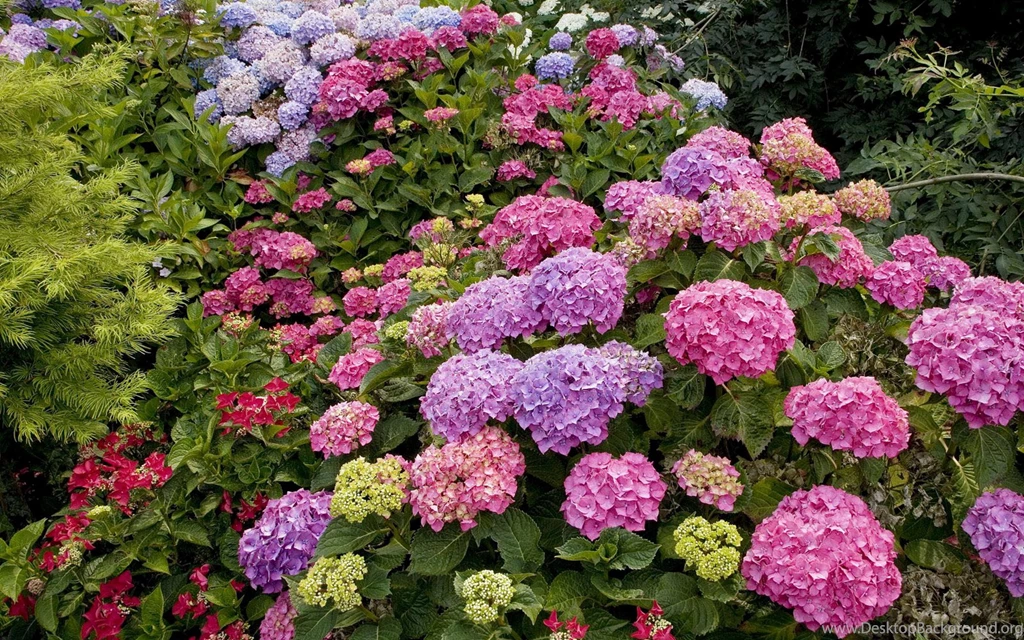 Download Wallpapers 3840x2400 Hydrangea, Garden, Greens, Many ...