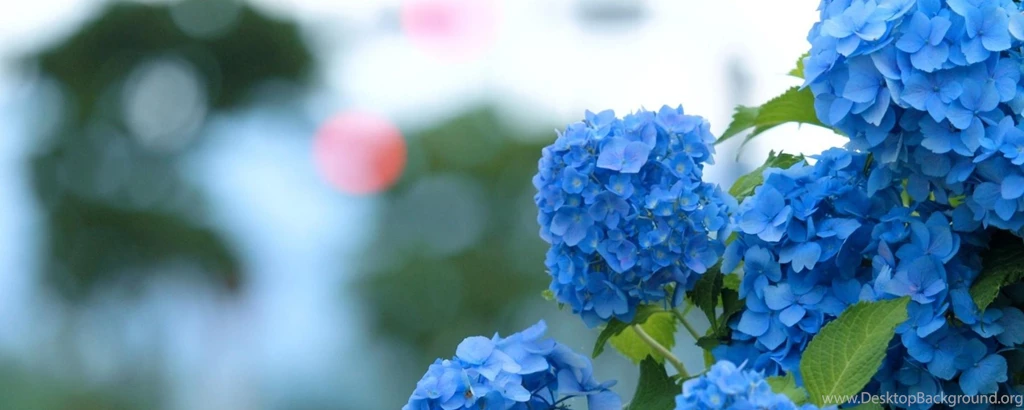 Hydrangea, Bloom, Blue, Green, Widescreen, High, Definition ...