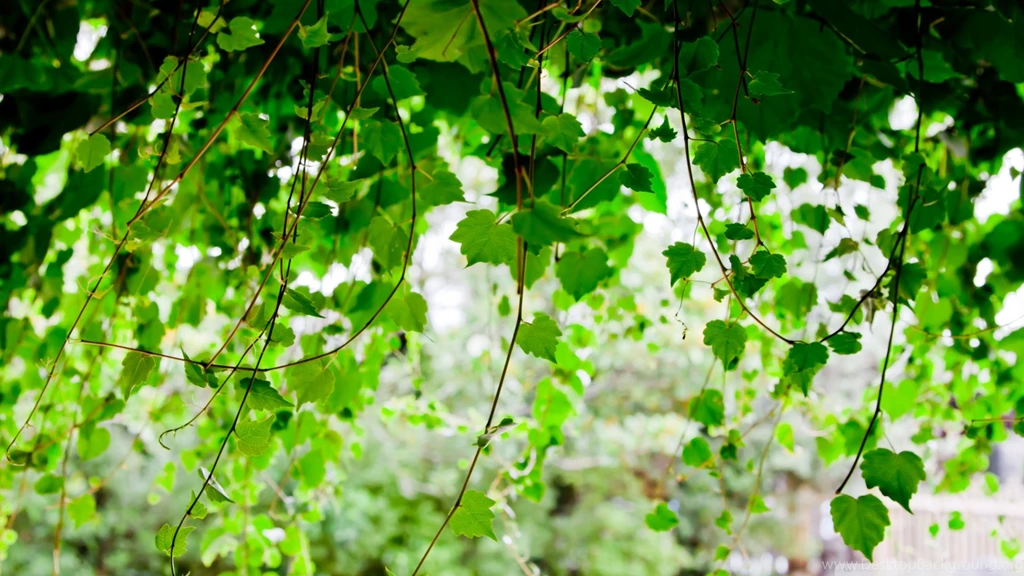 Vine Wallpapers Hd