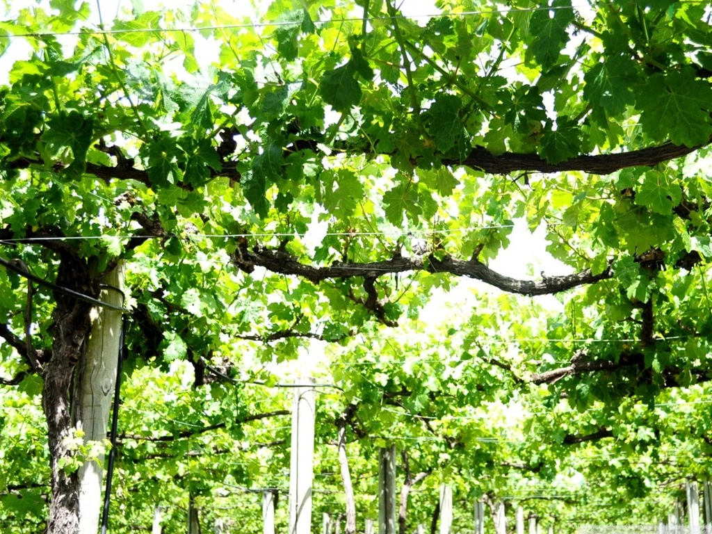 Vine Yard HD Desktop Wallpapers : High Definition : Fullscreen ...